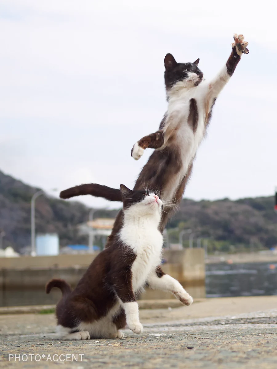 近距離パワー型のスタンド使い?!完全にジョジョな猫の写真がかっこいいｗｗ
