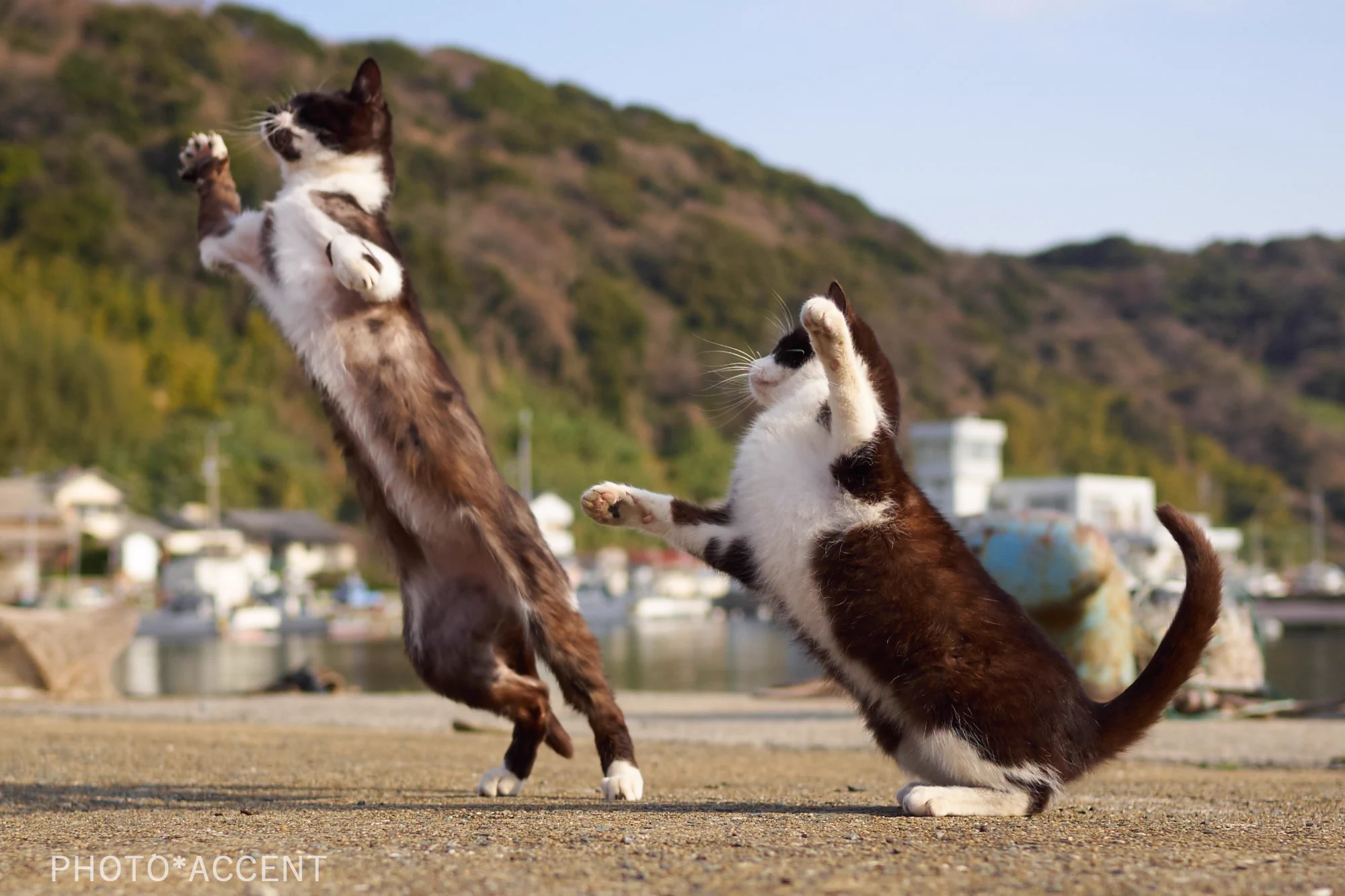 近距離パワー型のスタンド使い?!完全にジョジョな猫の写真がかっこいいｗｗ