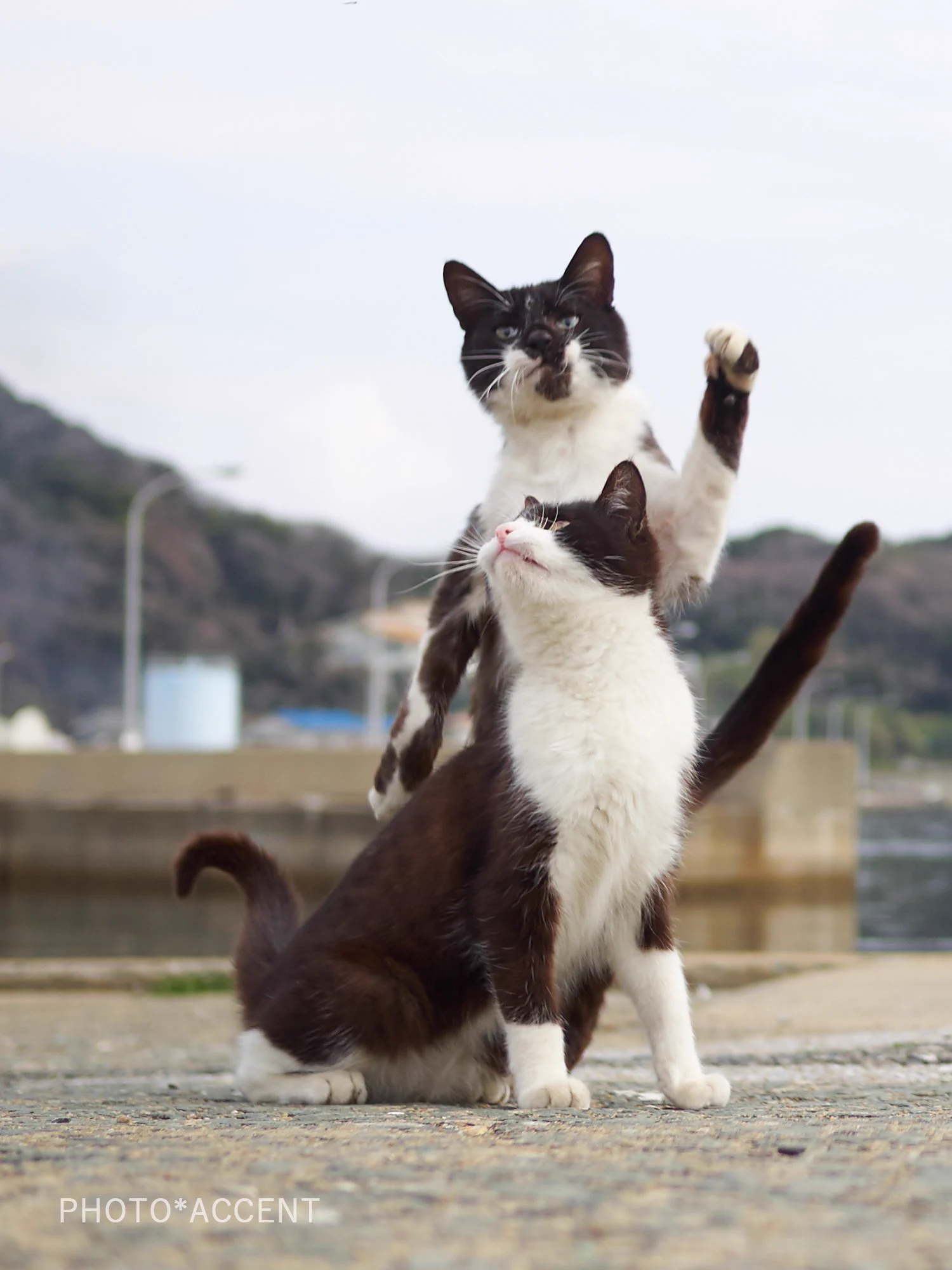 近距離パワー型のスタンド使い?!完全にジョジョな猫の写真がかっこいいｗｗ