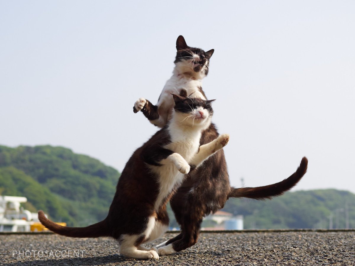 近距離パワー型のスタンド使い 完全にジョジョな猫の写真がかっこいい 話題の画像プラス 近距離パワー型のスタンド使い 完全にジョジョな猫の写真がかっこいい 話題の画像プラス
