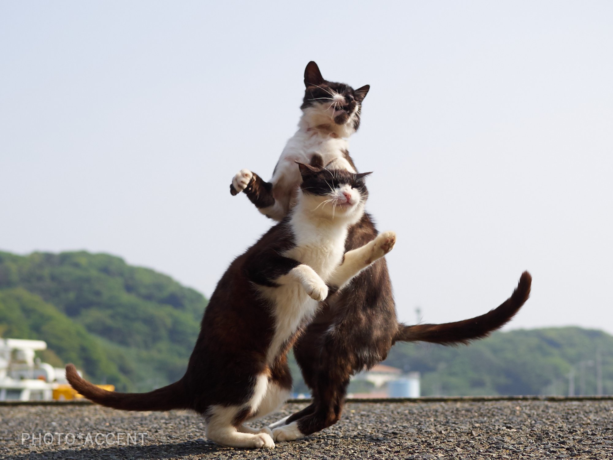 近距離パワー型のスタンド使い 完全にジョジョな猫の写真がかっこいい 話題の画像プラス 近距離パワー型のスタンド使い 完全にジョジョな猫の写真がかっこいい 話題の画像プラス