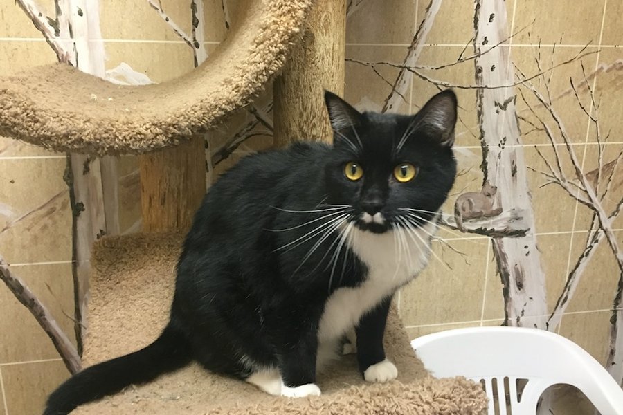 AWLwarsaw's tweet photo. #Cat of the Day #BabyBinx has the cutest face with a lil' white mustache! He is a sweet & gentle soul. https://t.co/x1h1eNgFzX #adopt #cats https://t.co/DO72pZSte7