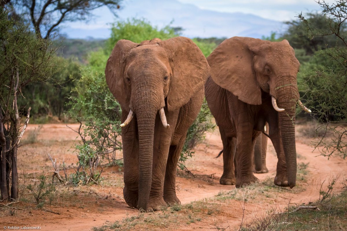 Save the Elephants tweet media