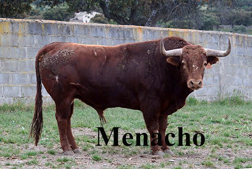 objetivoeltoro's tweet photo. Los toros de @toros_ELPILAR para esta tarde en @LasVentas antes de su embarque en el campo #Urdiales #DMora #Garrido
https://t.co/E7Hitx4AVd https://t.co/d2DSUunJCS