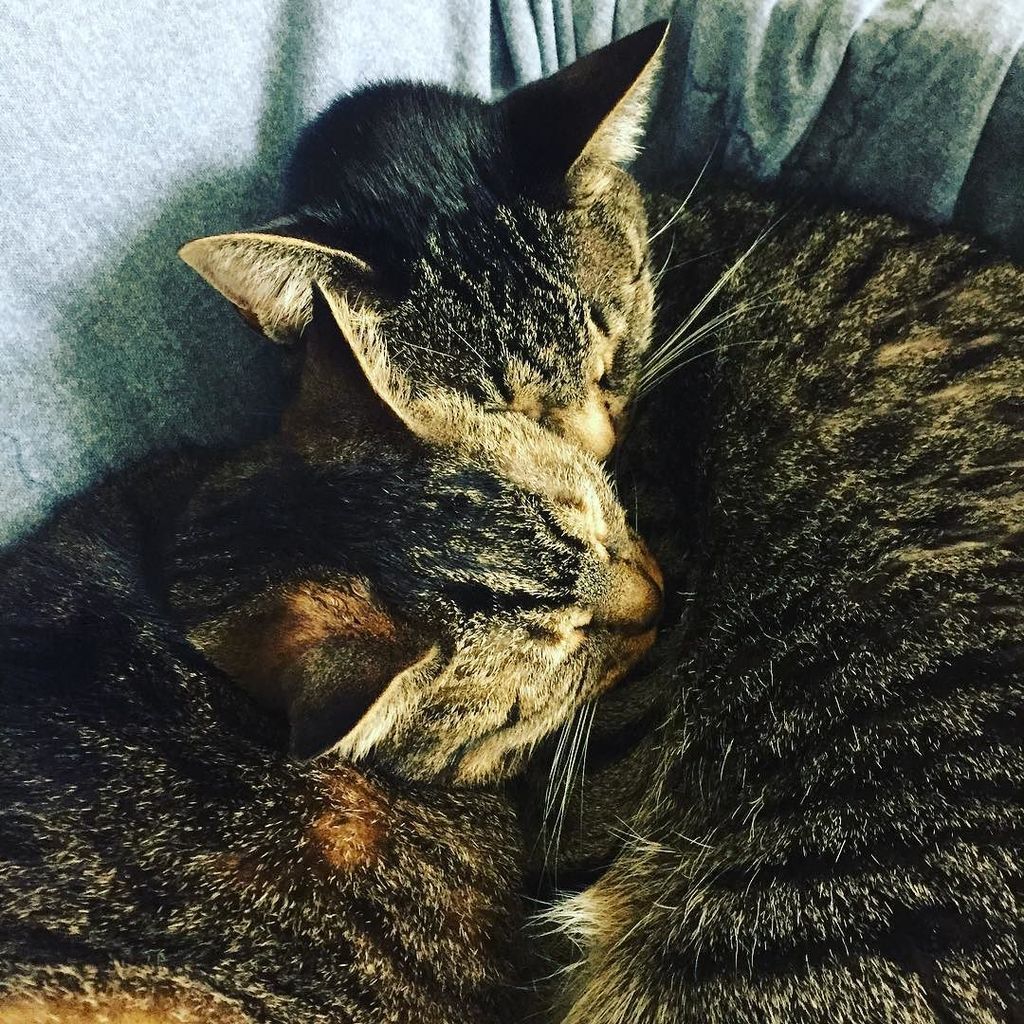 AliceandAtlas's tweet photo. #catsofinstagram https://t.co/HF1sHfaiD2 https://t.co/ZHpwUmL5yu