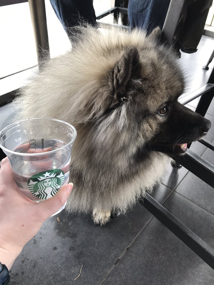 Tammy's back! #buckspups #starbuckspups #dogsofStarbucks <a href="/DriveThruStar/">MetrOasis Drive Thru</a>