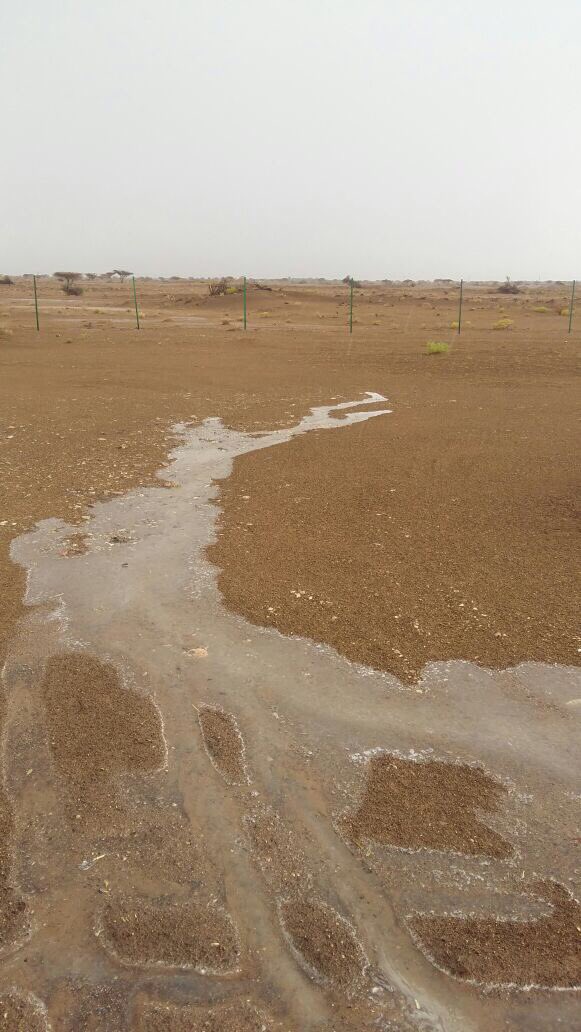 Metar_Oman's tweet photo. السنينه الان
ابو حمدان النعيمي
#ميتار_عمان 
#المدرار https://t.co/1L3KZwqK5r