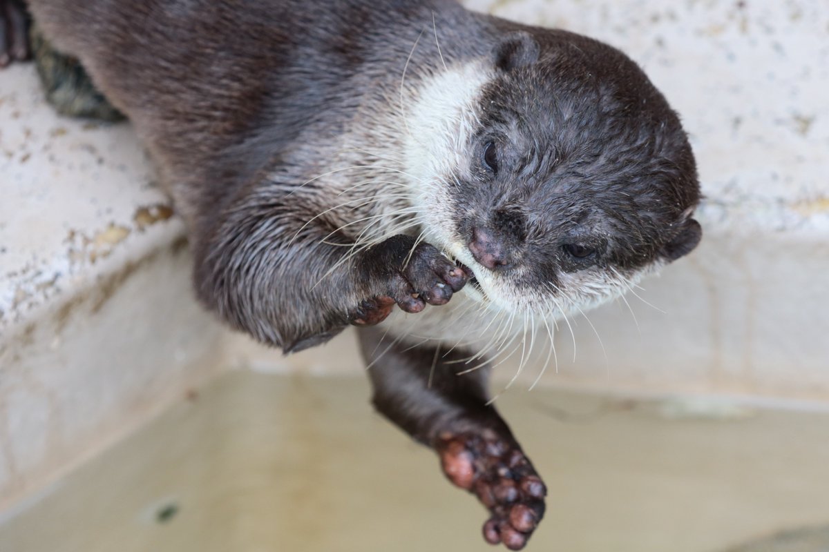 かわうそ初心者 No Twitter Great Mother ぴゃあ 孫と楽しそうに石遊びしてました 周南市徳山動物園 コツメカワウソ ぴゃあ Otter かわうそ初心者 No Twitter Great Mother ぴゃあ 孫と楽しそうに石遊びしてました 周南市徳山動物園 コツメカワウソ ぴゃあ Otter