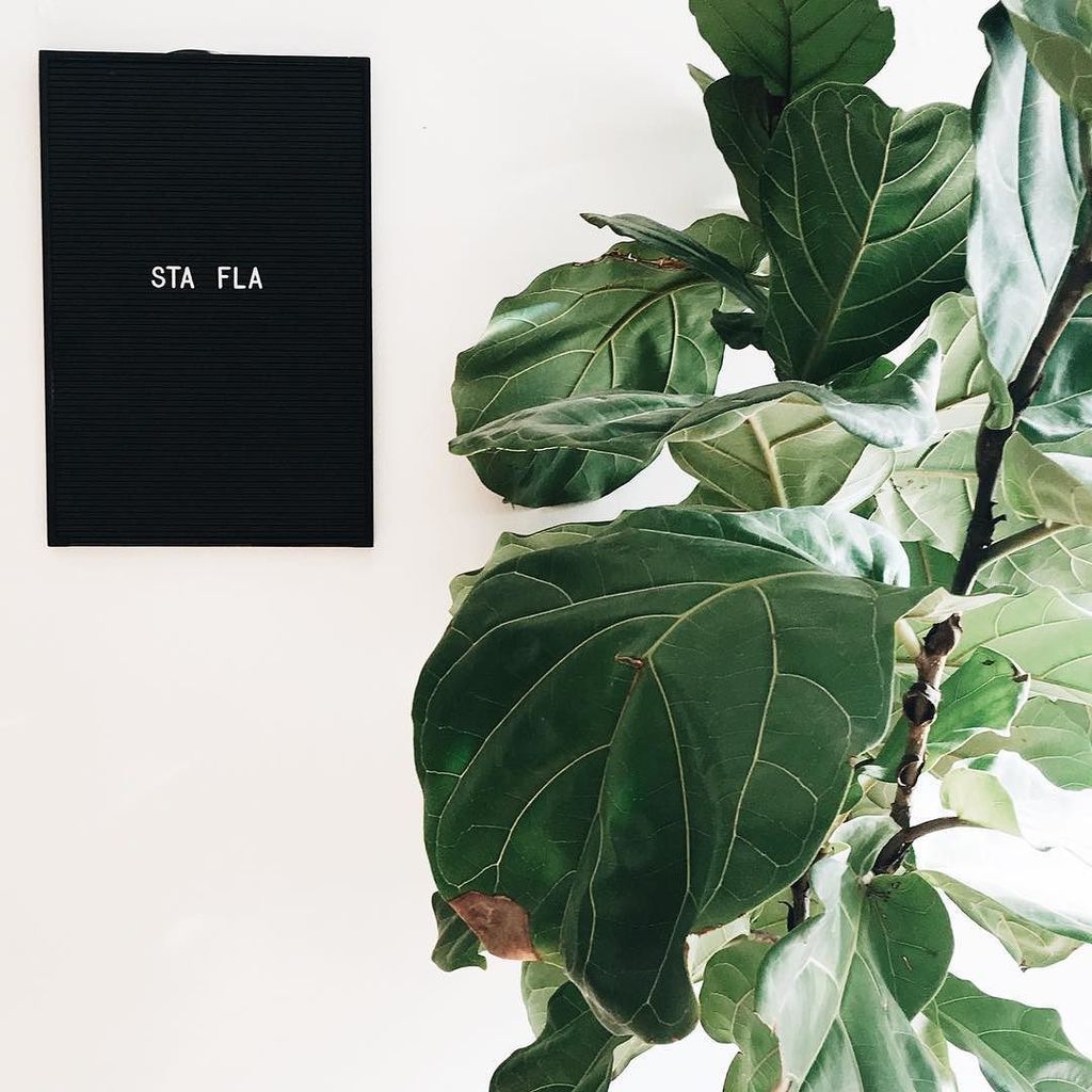 Stafla decor at its finest. Be on the lookout for new things coming your way as we gear up for summer!🙌🏼🙌🏼🙌🏼#newth… ift.tt/2rcy7aV