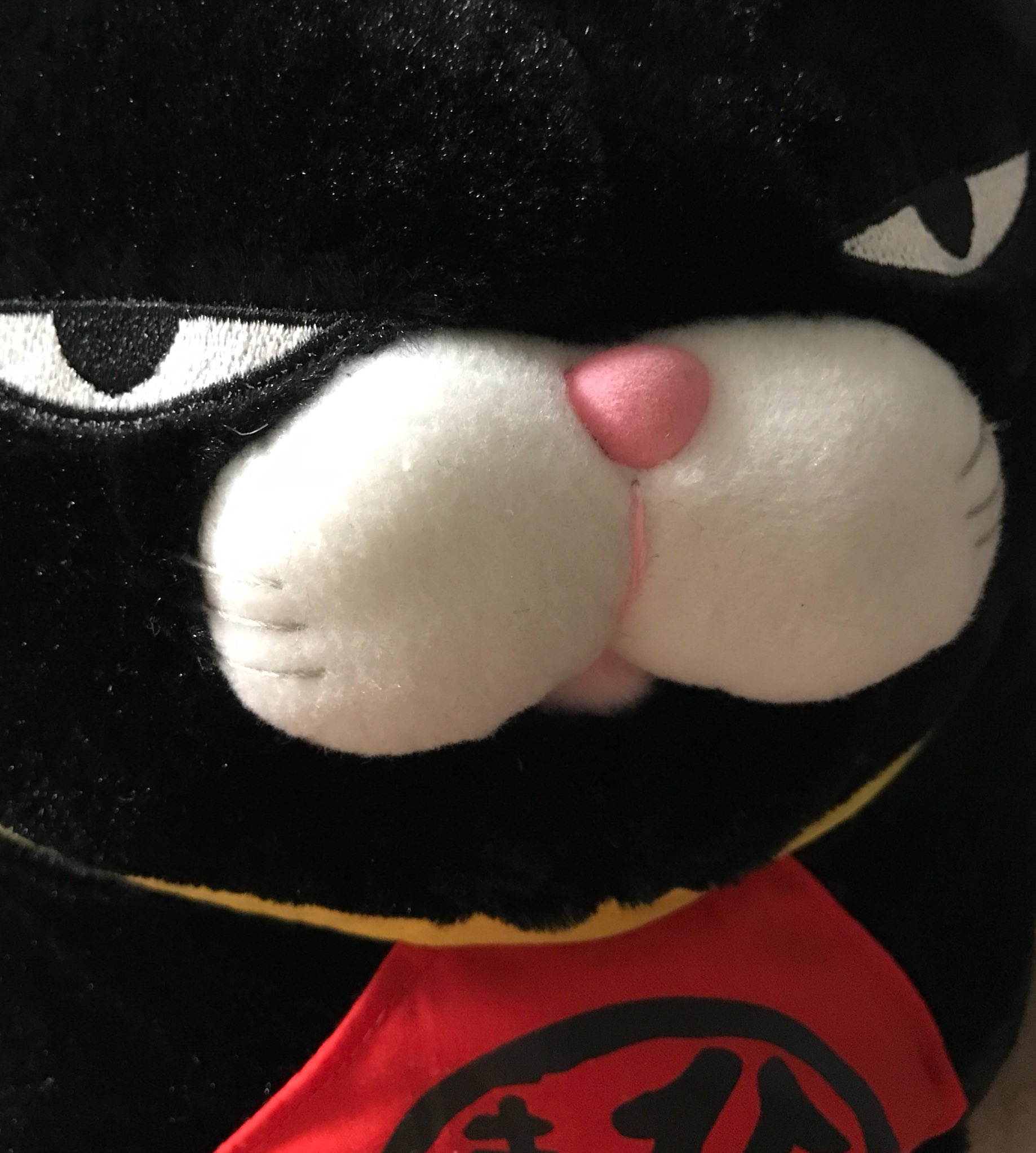たぬき猫様 保護猫・コント255号！」神奈川県 - 猫の里親募集(188701) 2