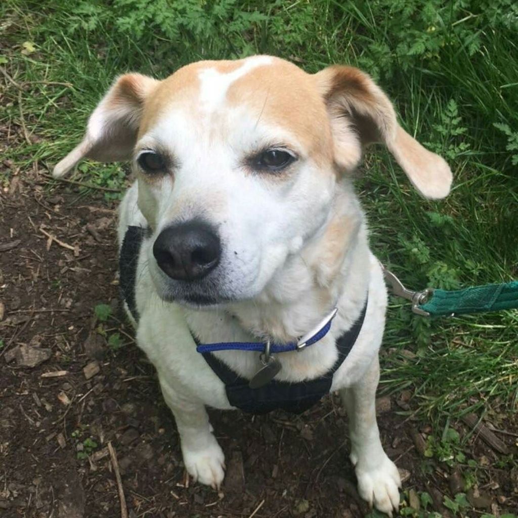 ihateyoumilk's tweet photo. Meet the newest member of the family who also can't open her eyes in photos! #dog #dogadoption #dogrescue #battersea #beagle #mutt #beaglec… https://t.co/oRHnmvfAyB