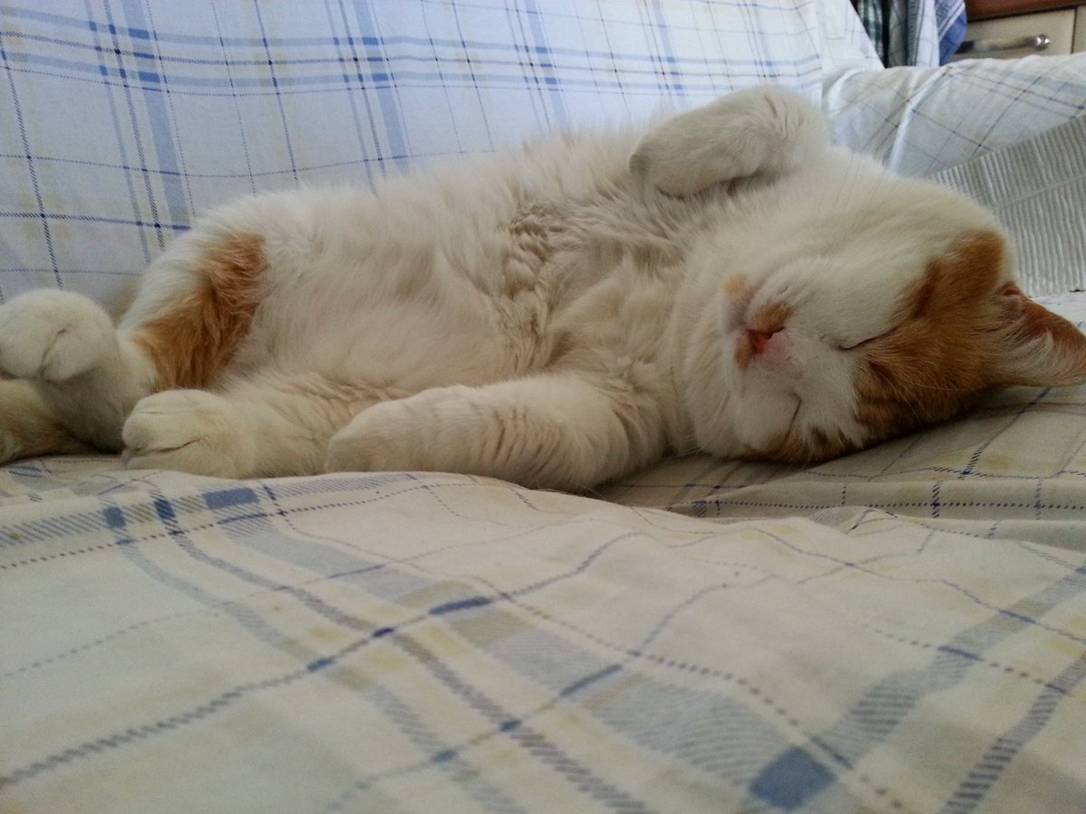 maxdata_6823's tweet image. #RaiGiro100 non sembra ma anche lui fa il tifo per Nibali!