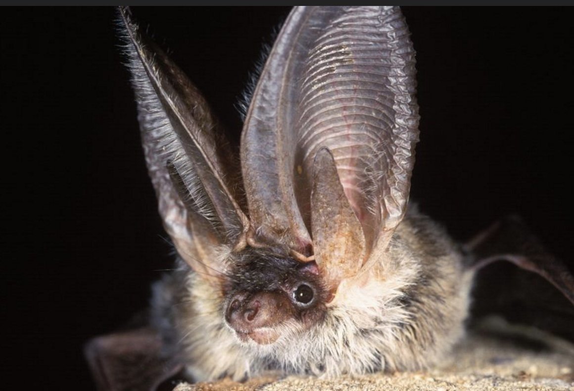 Busy evening on the <a href="/_BCT_/">Bat Conservation Trust</a>  OOH helpdesk last night. Spoke to many truly lovely people who put themselves out to help #bats in need