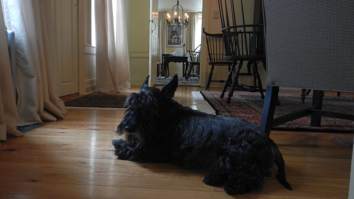 CountryHouseNY's tweet photo. #Country #House #Bed &amp; #Breakfast, located between #Saratoga #Springs and #LakeGeorge, #NewYork is #petfriendly! | https://t.co/Ui8WEfJkRO https://t.co/hx6p0u69ZJ