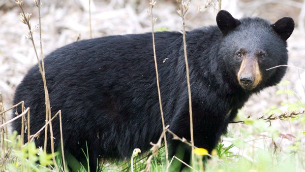 Bear spotted in Malvern neighbourhood has been put down: police cp24.com/news/bear-spot…