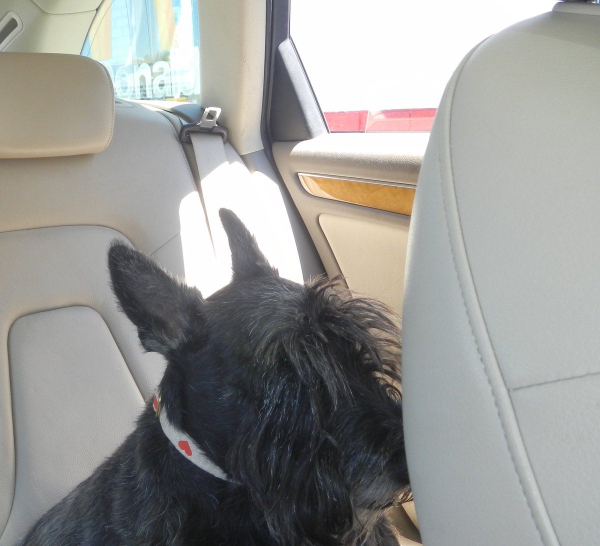CountryHouseDog's tweet photo. #ImLovinIt! @McDonalds https://t.co/mFOxDxycTD