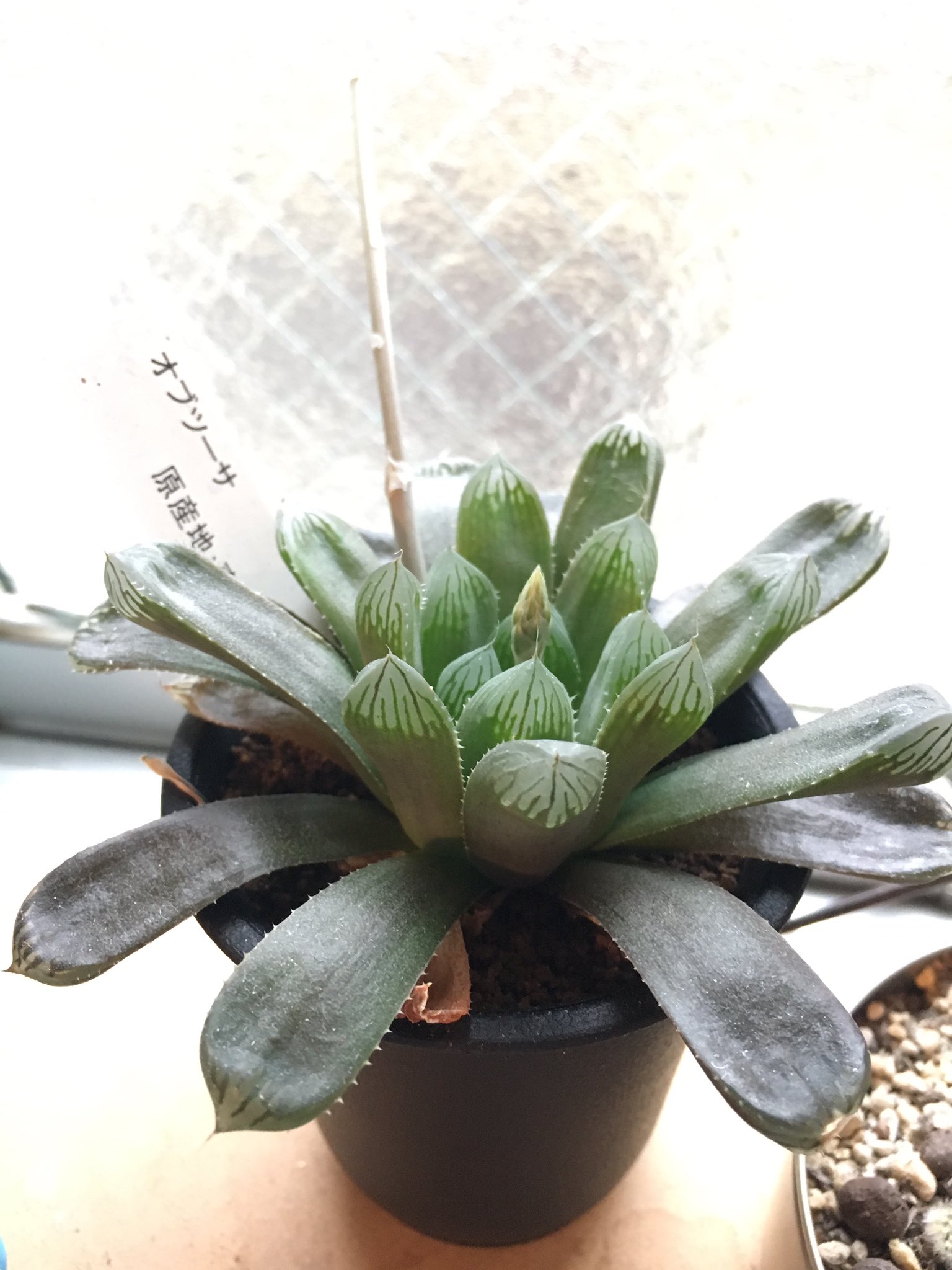 ノンウォッシュ Na Twitteru 絶賛徒長してるオブツーサです これは 修正不可なんですかね あと 花が咲いて 実ができてました タネはいつ取れるかなー ハオルチア オブツーサ 徒長 多肉植物 多肉 T Co Ncienpwbwz Twitter ノンウォッシュ Na Twitteru 絶賛徒長してるオブツーサです これは 修正不可なんですかね あと 花が咲いて 実ができてました タネはいつ取れるかなー ハオルチア オブツーサ 徒長 多肉植物 多肉 T Co Ncienpwbwz Twitter