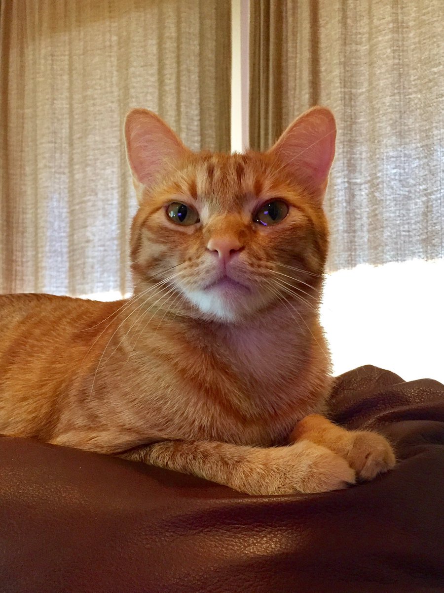 ZeekofTexas's tweet image. Happy Caterday!  Love, Reily🐱🐾