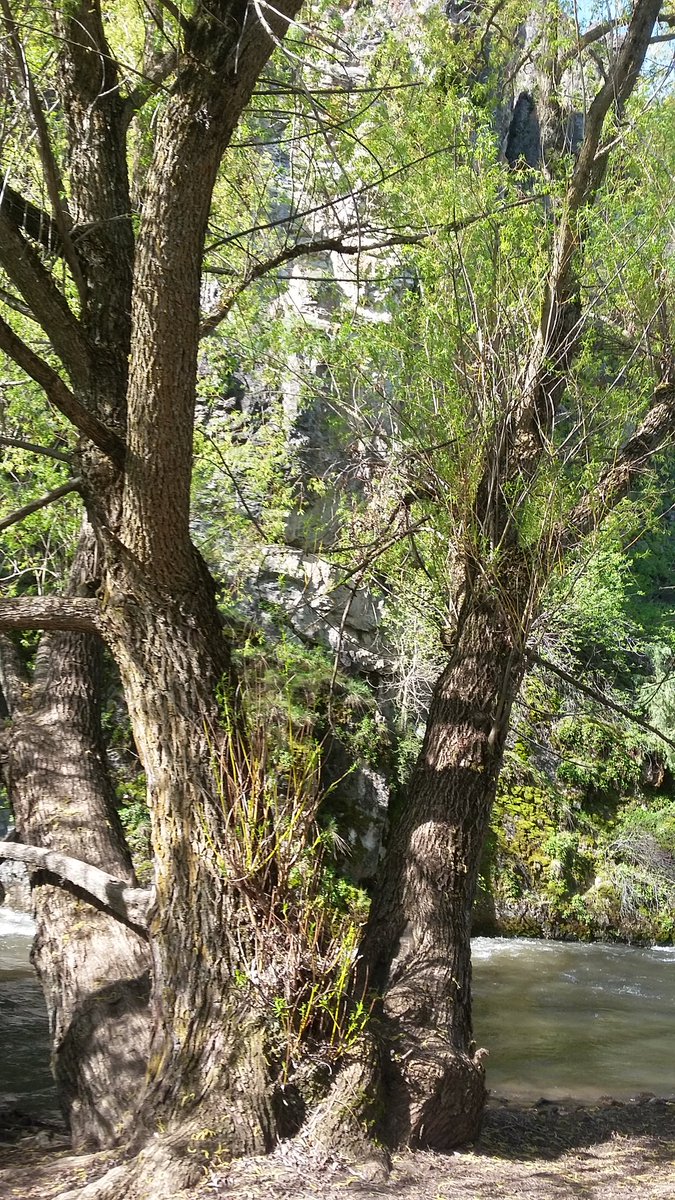 CloudHomeCrafts's tweet photo. Its amazing to me how I can create a wand from a brach of such a massive tree. #cloudmade #Magic #custom #wand 
https://t.co/DfZVj0a5XZ https://t.co/iGiRk2gL9m