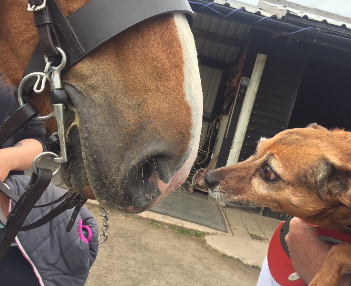 thecamperdog's tweet photo. Today I met George 🐎💕🐶 https://t.co/9FTfkDcMB6