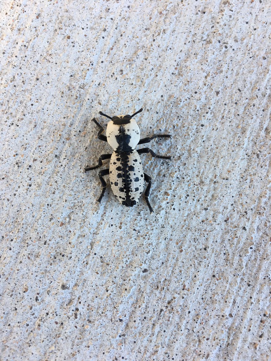 opaquel's tweet photo. Nice Ironclad beetle on the porch today. https://t.co/j58dW73Ms7