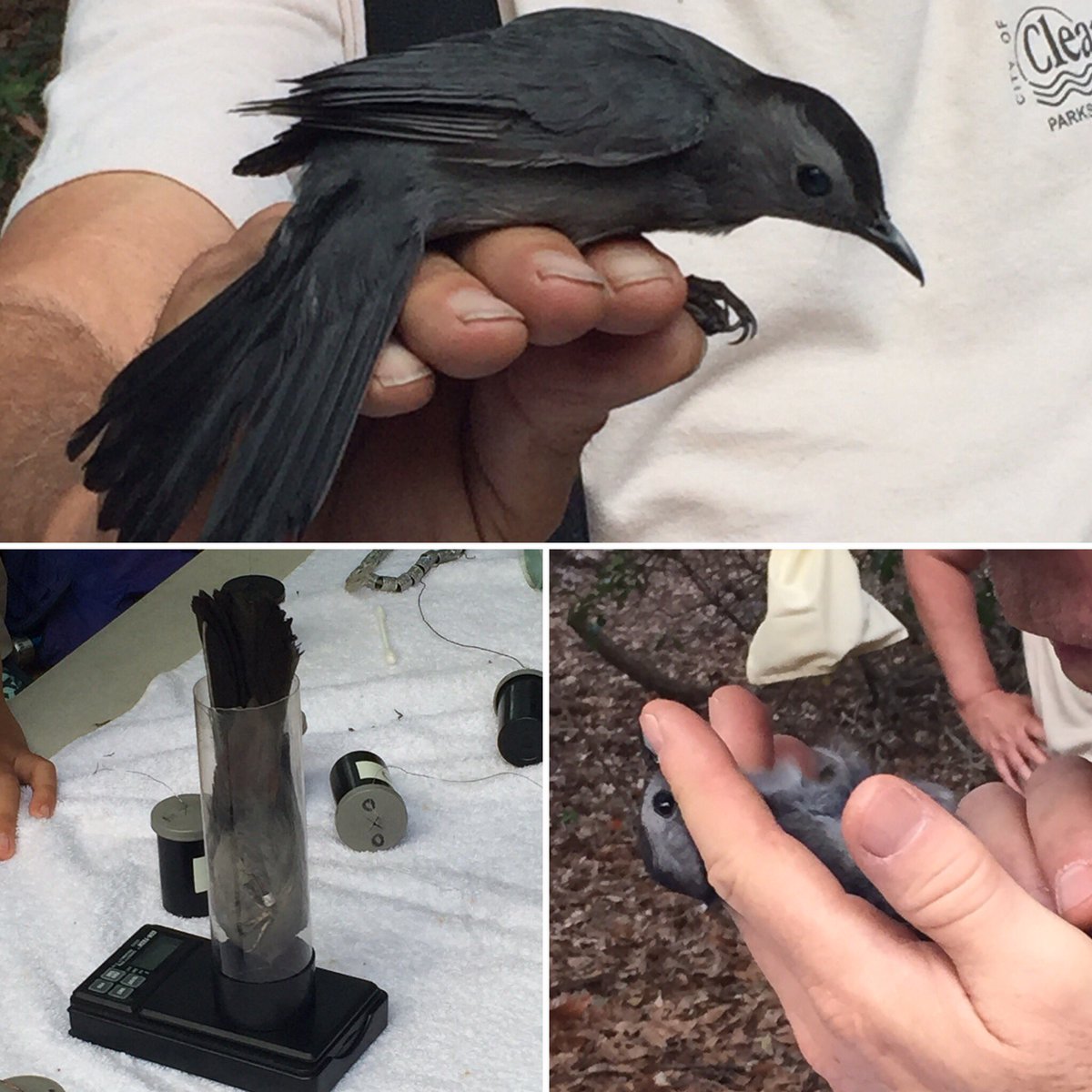 monahoule's tweet photo. Gray catbird weighed, banded, and released. Happy #internationalmigratorybirdday #BirdDay #wildlife #conservation #birds https://t.co/YWHM2jajRO
