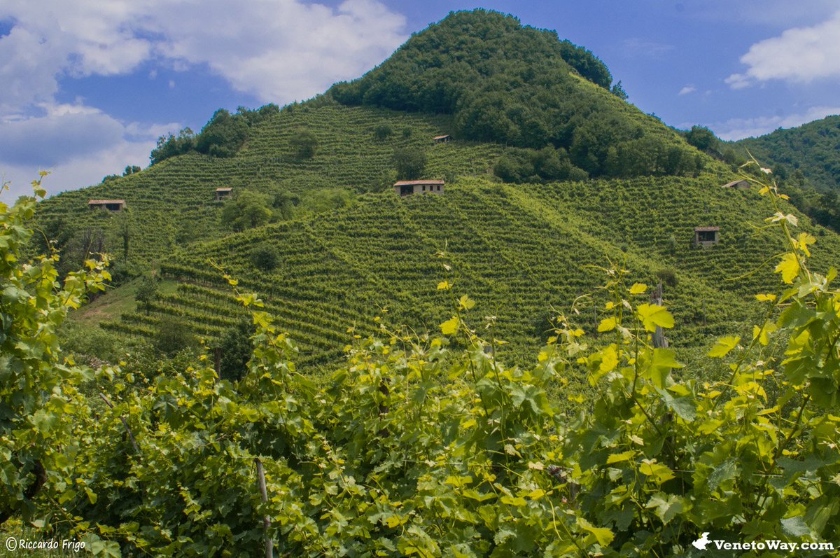 VenetoWay's tweet photo. Le colline del #Prosecco #Treviso #VenetoWay #AlpiniAdunata2017 #13Maggio 😀😀😀😀 se vuoi conoscere il #Veneto visita https://t.co/vOHecHT7ms https://t.co/SuIxxW8iBw