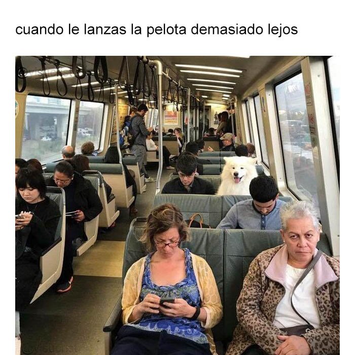 yisucrist's tweet photo. este perro me enseñó a perseguir mis sueños https://t.co/4rULtUQojy