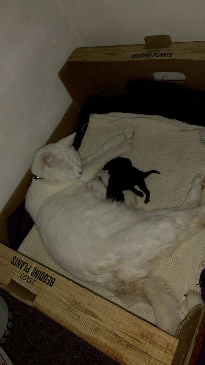TrevCampbell's tweet photo. New additions to the Trevy house. 4 kittens born at 6 o'clock this morning https://t.co/2JC94DUqZg