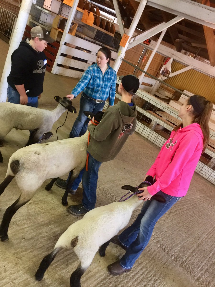 MiddWestFFA's tweet photo. Livestock Showman Clinic today with 30 current and future beef dairy sheep rabbit and goat exhibitors! #TeachAg https://t.co/HD2mwDoiNh