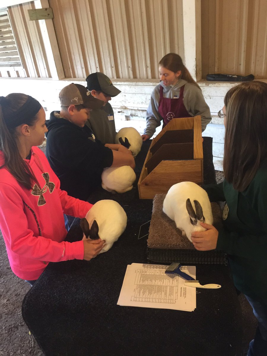MiddWestFFA's tweet photo. Livestock Showman Clinic today with 30 current and future beef dairy sheep rabbit and goat exhibitors! #TeachAg https://t.co/HD2mwDoiNh