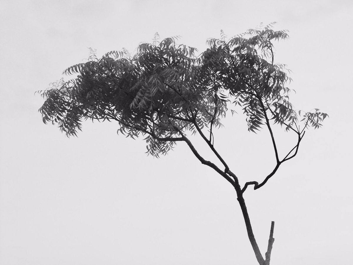 sat_rod's tweet photo. Solitary tree by lake @watersedgesl park by Leica Digilux2 60mm Summicron at F4 ISO 200, 160s #Leica #LeicaDigilux2 #Digilux2 #lka #nature https://t.co/pAXoPfB0gL
