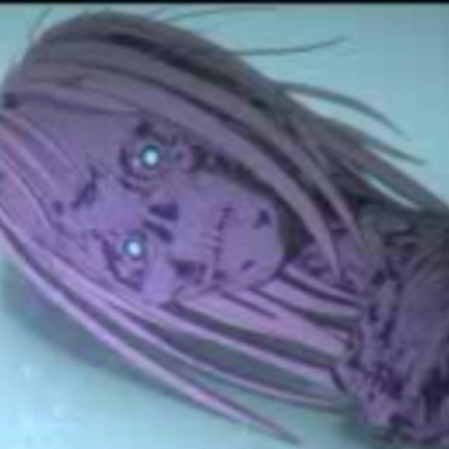 シボ祭り Twitter Search