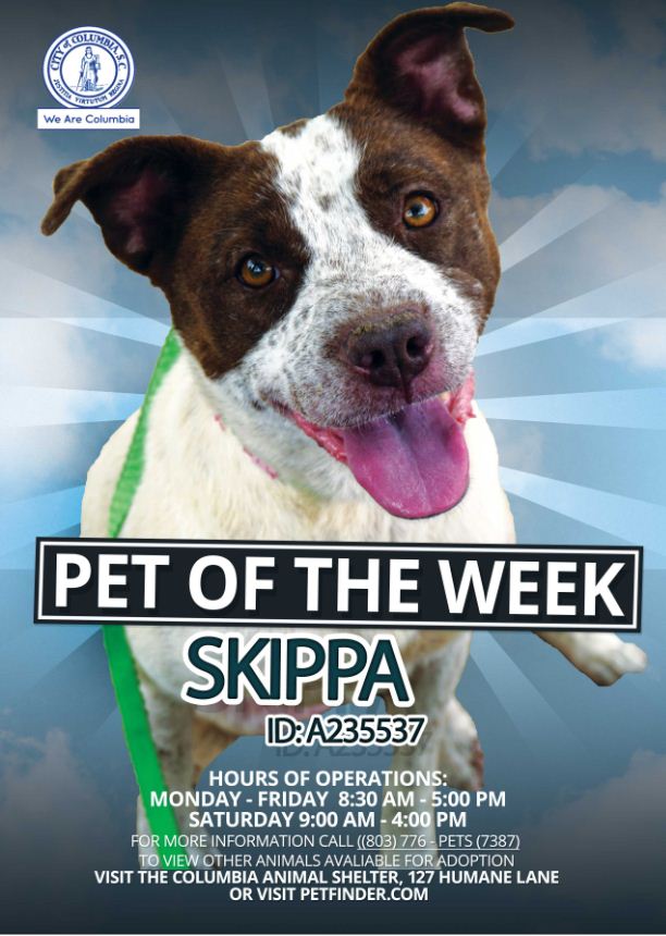 CityofColumbia's tweet photo. Skippa is looking for a furever home. Will you become his furever family? He's available for adoption at 127 Humane Ln. #SCpets https://t.co/mfP09065lP