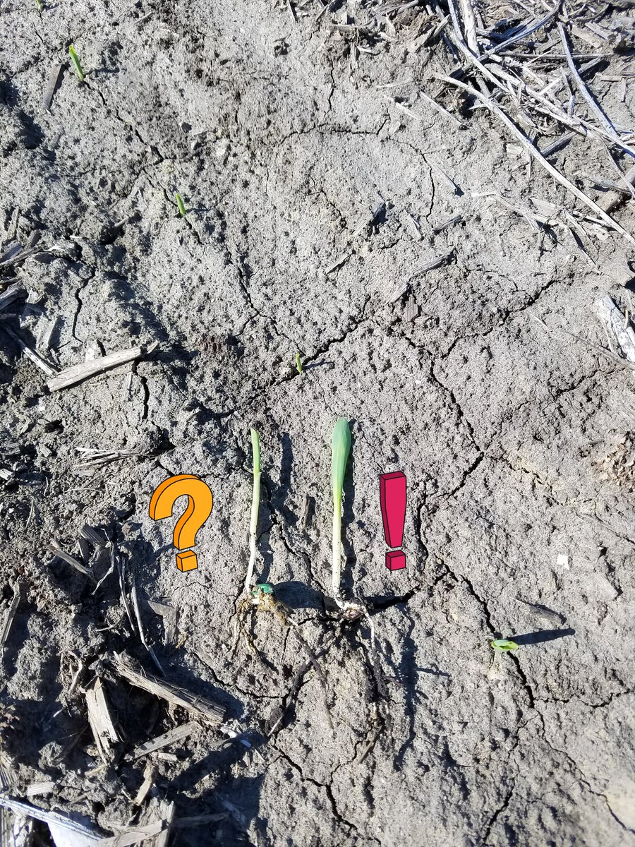 deereman1963's tweet photo. #plant17 left untreated right #Manitor 9.5 oz.  Difference at the end? We will see. #basfproducts . https://t.co/OmUzYkmlI0