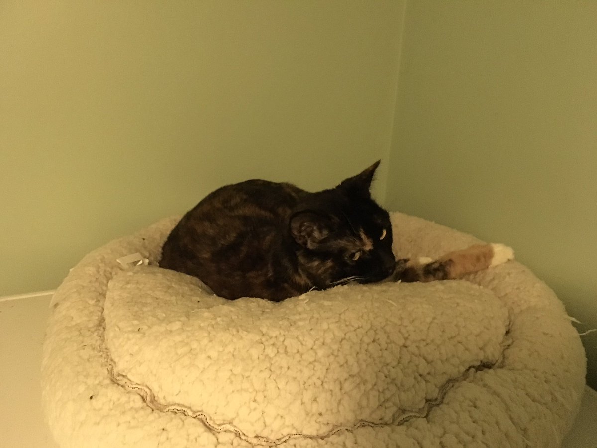 TavistockAssoc's tweet photo. @ClaireChelsea8 @TreasuryMog #MissPixie has retired to her bed (on top of the tumble drier), it's all too much to take... #COYS https://t.co/xwhHi8fAuz