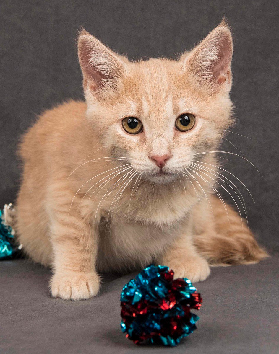 Loubud loves tv! Meet her today at Davis Petco with the adoptable animals of <a href="/yolo_spca/">Yolo County SPCA</a>  #yscpcafoster #AdoptDontShop  #fosteringsaveslives