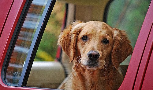 PreparedBC's tweet photo. If it's not safe for you, it's not safe for your pets. Don't leave home without them. #BCflood https://t.co/Xc5Pz5OTYv https://t.co/QPQRwfFtNJ