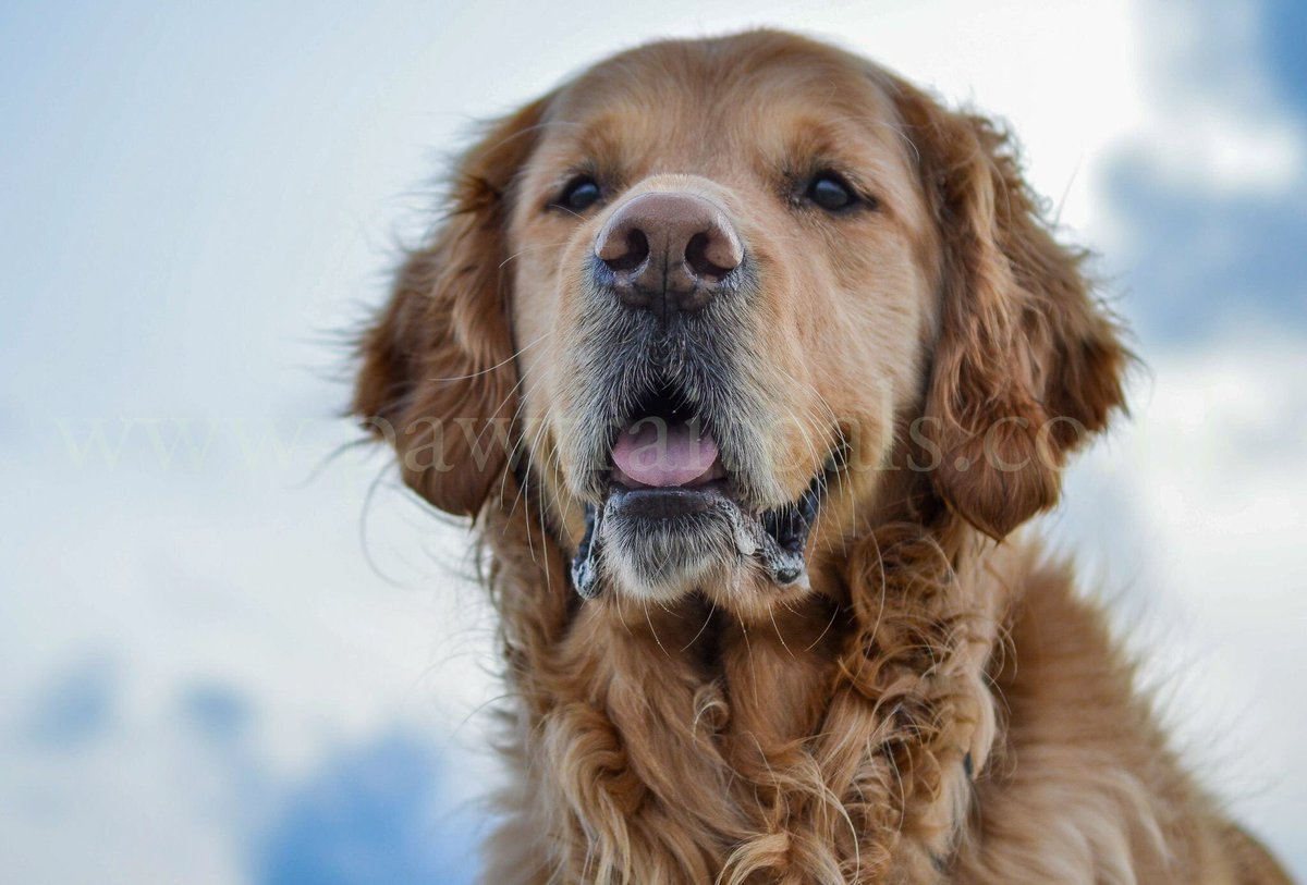 Pawtraitpals's tweet image. My dog crush ❤️❤️❤️ #goldenretriever Quinn 😊❤️ #dogsoftwitter #pawtraitpals #instagram