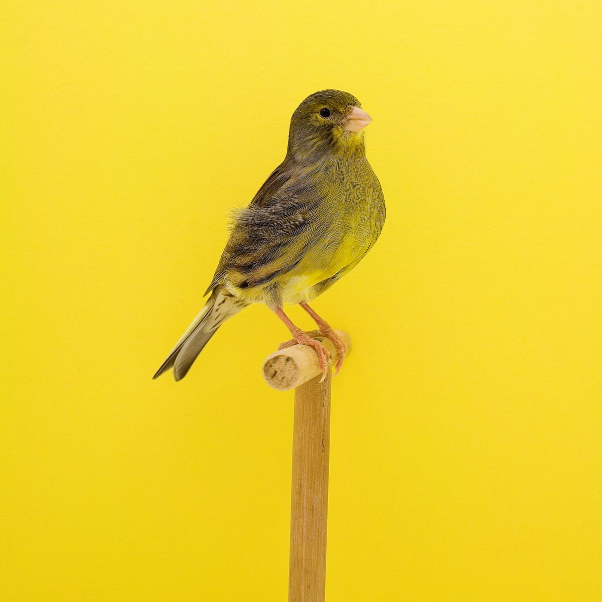 Head to our <a href="/instagram/">Instagram</a> to see In Fine Feather, <a href="/stephenson_luke/">Luke Stephenson</a>'s exhibition at #SelfridgesLondon