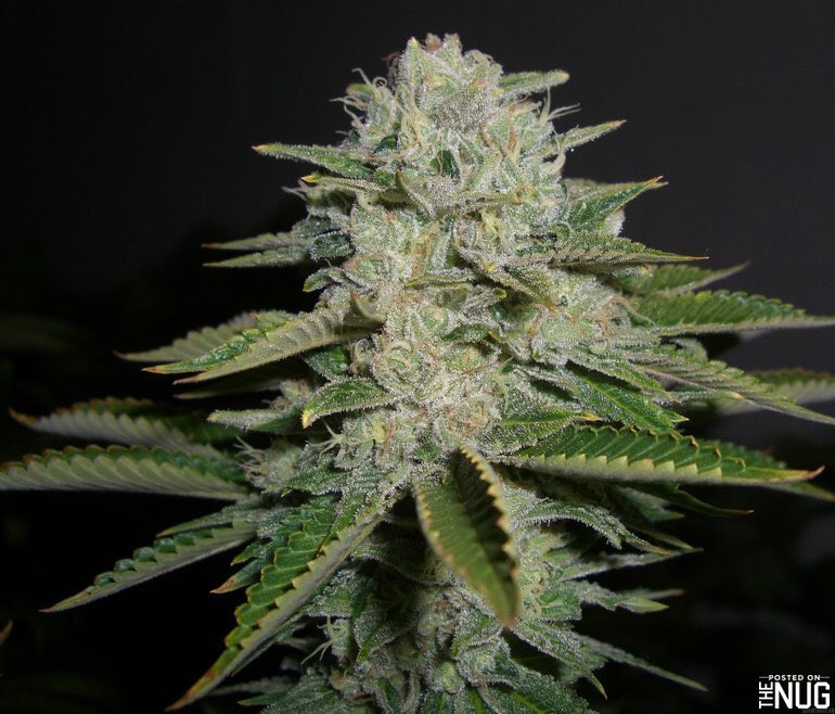 Society_420's tweet photo. Just a couple beautiful females π | #PlantPorn | #Trichomes | #GrowYourOwn | #LegalizeCannabis | #MakeAmericaDankAgain | https://t.co/DfiekhZ2zC