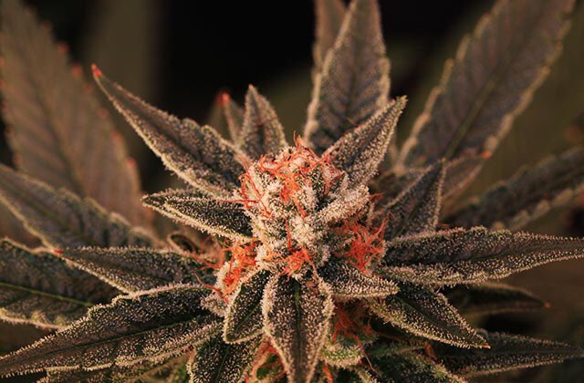Society_420's tweet photo. Just a couple beautiful females π | #PlantPorn | #Trichomes | #GrowYourOwn | #LegalizeCannabis | #MakeAmericaDankAgain | https://t.co/DfiekhZ2zC