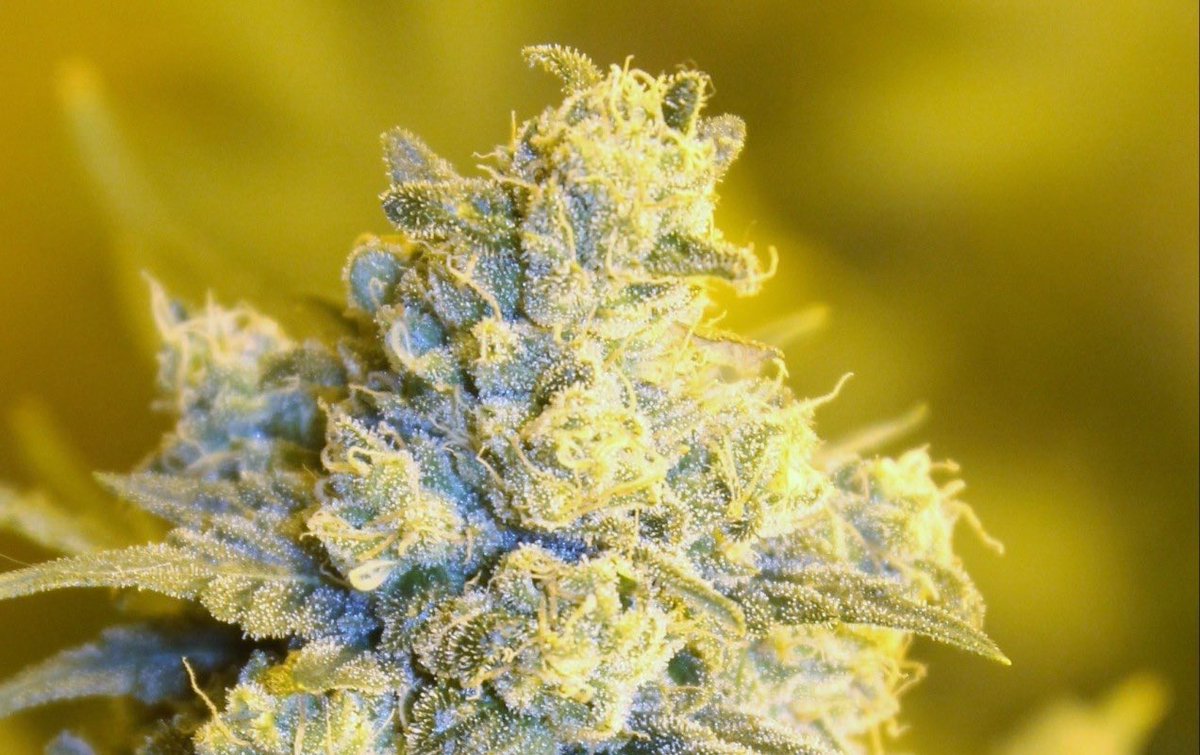 Society_420's tweet photo. Just a couple beautiful females π | #PlantPorn | #Trichomes | #GrowYourOwn | #LegalizeCannabis | #MakeAmericaDankAgain | https://t.co/DfiekhZ2zC