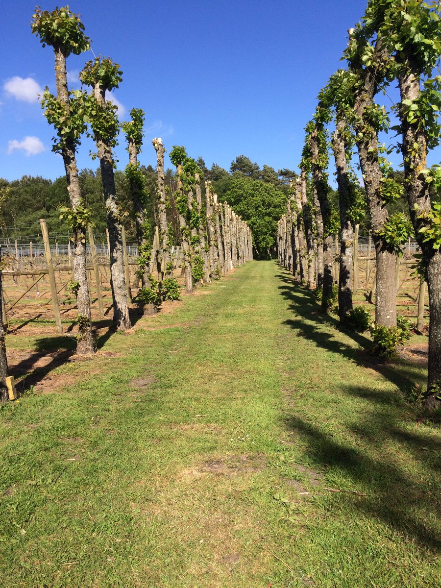 <a href="/SetleyRidgeGC/">SetleyRidge</a> thank you Paul for a fabulous wine tour &amp; tasting! Now to Le Blaireau for dinner @careysmanor #newforest #eventsprof