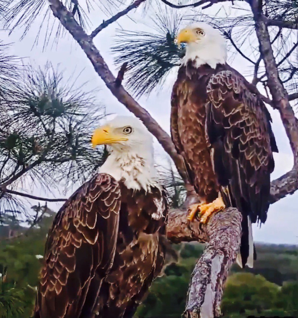 tinychiwa's tweet photo. May 12th
@SWFLEagleCam #E9 #eagle #eaglecam #SWFEC #m15 #Harriet #missingE9 @NWF @usweekly #americaneaglefoundation https://t.co/74jNxYVZO2