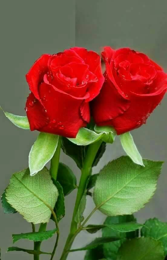 Zarb_A_Pakistan's tweet photo. @PDChina #LongLive #China #Pakistan #FraindShip #LongLive #HumanRights in #Kashmir @XHSports @PakKashmirVoice @ChinaPlusNews @AJENews https://t.co/UIlwcZhgq6