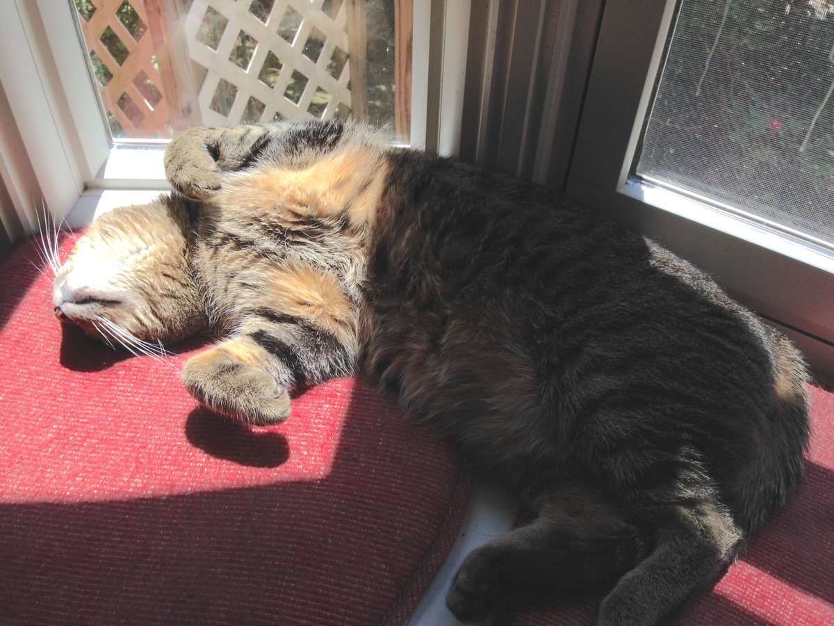 Harry knows how to enjoy his #Caturday