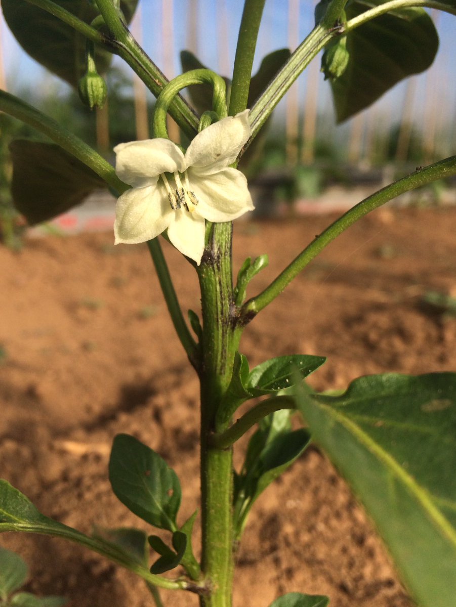 The first Romano pepper of summer, ripe and ready to eat in 80days from now