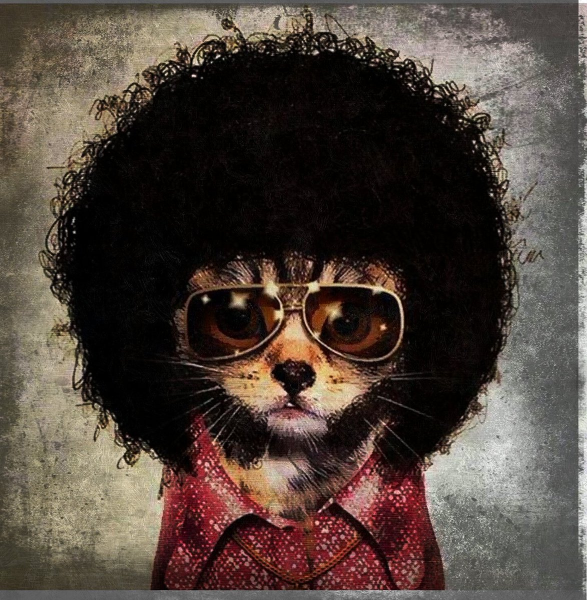 KleoTheCat's tweet photo. Soul #Caturday Shout out to @dream2screen @CatherineNetWeb @MarshaCollier @LucyVHayAuthor @jeannevb https://t.co/3h6MDmQZzr
