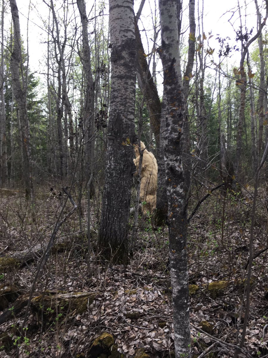 aba_ssc's tweet photo. Breaking!!! Local Athabasca Sasquatch spotted Thursday night when #ASSC17 attendees too in a nature walk! https://t.co/h4qncAx564